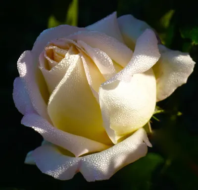 Букет из 101 розы \"малиново-белый\" (Эквадор) купить по цене 16560.00 руб. с  доставкой по Туле – интернет-магазин «Расцветочка»
