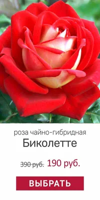 🌹Цвет настроения — красный! 🌹 Сделали для... - Беккер Казахстан | فيسبوك