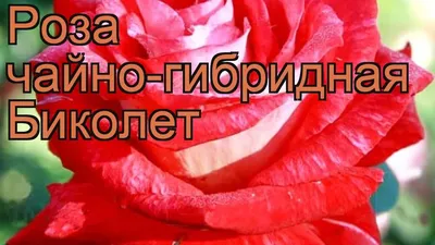 Роза чайно-гибридная Биколет - купить саженцы с доставкой по Москве и  области, цена от 523 руб. в интернет-магазине \"Агрономов.РУ\"