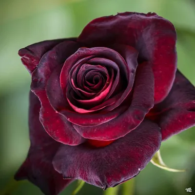 Black Baccara™ Hybrid Tea Rose, Hybrid Tea Roses: Edmunds' Roses