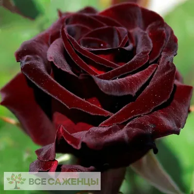 Black Baccara® - Star® Roses and Plants