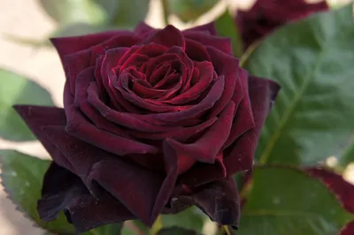 BLACK BACCARA ROSE (Only for... - Fruits N Flowers | Facebook