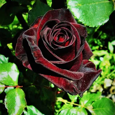 Black Baccara | Grootbloemige Rozen | Rosarium Lottum