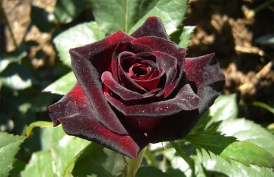 Rosa 'Black Baccara' - Wikipedia