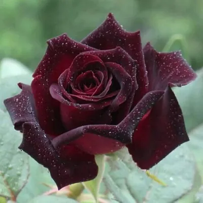 Black Baccara - Peterkort Roses