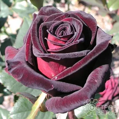 Роза Блэк Баккара - купить саженцы Rose Black Baccara почтой, недорого