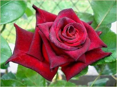 Чёрная\" роза Black BACCARA ®. Современные садовые розы