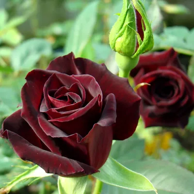 Black Baccara Rose | Black cherry flowers, Gothic flowers, Goth garden