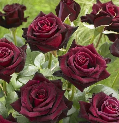 Роза Блэк Баккара Rose Black Baccara