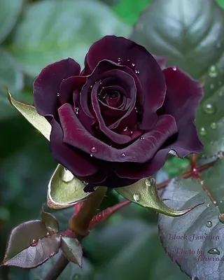 Beautiful Rare Black Baccara | Beautiful rose flowers, Amazing flowers,  Beautiful flowers pictures