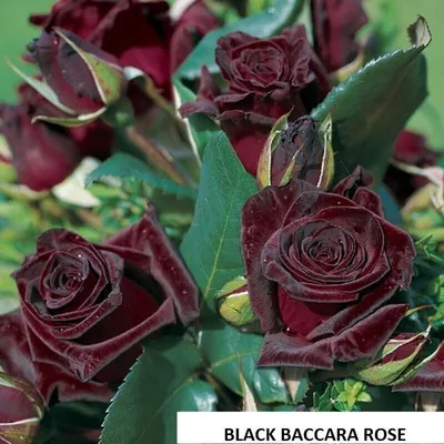 Black Baccara' rose - 5 semi green stem not rooted cuttings- rare and  unusual | eBay