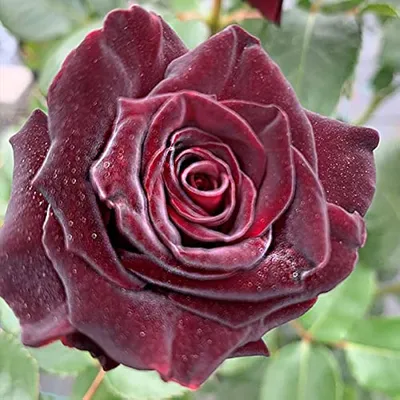 Rose Black Baccara - The Black... - Blackmoor Fruit Nursery | Facebook
