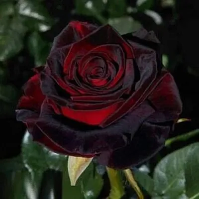 Florist's Tea Rose 'black Baccara' Rosa X Hybrida Rare 'plants' Seeds Dark  Red Tea Rose, Midnight Velvet Tea Rose, Noir Noir Rose - Etsy Norway