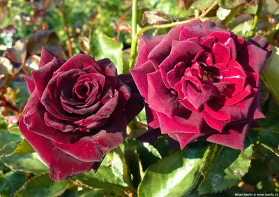 Rosa 'Meidebene' BLACK BACCARA® - Havlis.cz