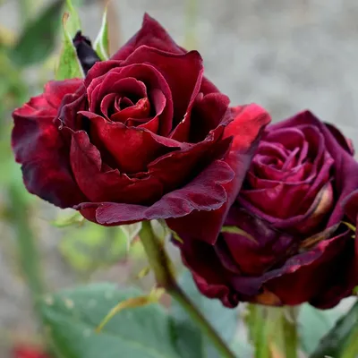 Buy rose Black Baccara (hybrid tea) Rosa 'Black Baccara ('Meidebenne')  (PBR)'