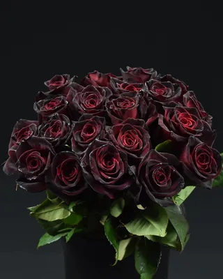 Rose Black Baccara - Flowers WA - Perth