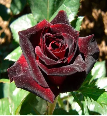 Black baccara rose advice : r/Roses