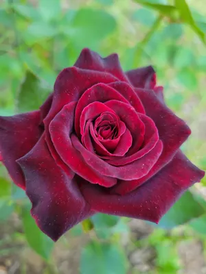 File:Rosa Black Baccara 2021-09-26 3837b.jpg - Wikimedia Commons