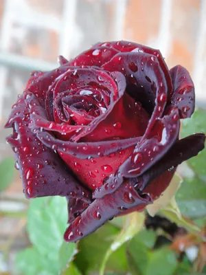 Black Tiger and Black Baccara Rose - YouTube