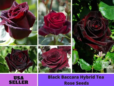 File:Rosa Black Baccara 2022-06-19 1964.jpg - Wikimedia Commons