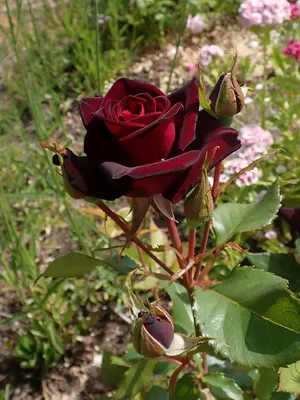 Black Baccara - Bellaflor Group Ecuador