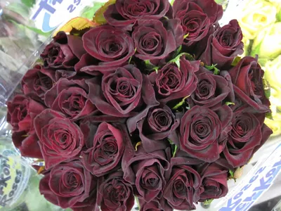 Black Baccara - Peterkort Roses