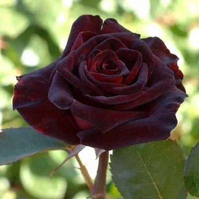 Rosa 'Black Baccara' (hybrid tea rose) rose Black Baccara – deep red black  flowers that fade to deep red, June, England, UK Stock Photo - Alamy