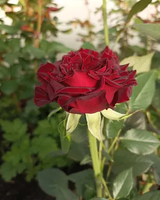 Black Baccara Rose (Black Rose, Black pepper, Tuscan Blood Orange, Ton –  Siren Song Elixirs