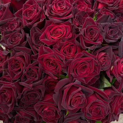 Beautiful naturally dark-hued black roses - Black Baccara Roses | Black  baccara roses, Rose, Beautiful red roses