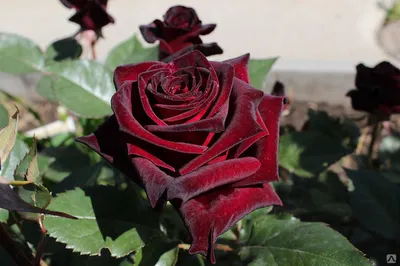 Photo of the bloom of Rose (Rosa 'Black Baccara') posted by mcshoop1297 -  Garden.org