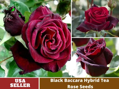 Роза Черная Баккара (Black Baccara) …» — создано в Шедевруме