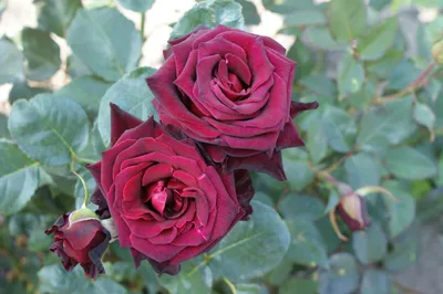 Black Baccara® – Tamar Valley Roses Farm