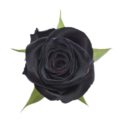 Роза Блэк Баккара (Black Baccara), цена в Перми от компании Питомник  Созоновых