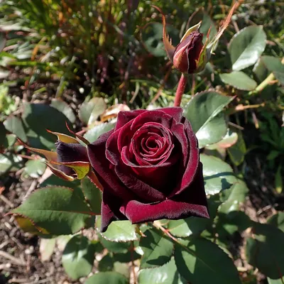 Rosa Black Baccara