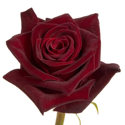 Роза Black Baccara (Блэк Баккара) – купить саженцы роз в питомнике в Москве