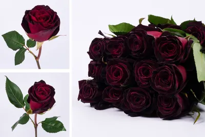 Rose Black Baccara Red 50 cm - FMI Farms