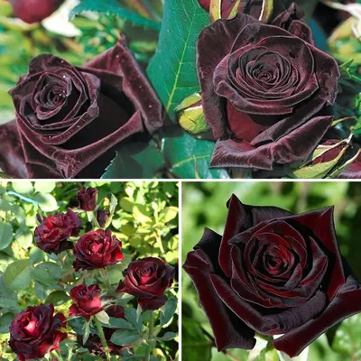 Black Baccara Rose | Dark Red Roses | Flower Explosion