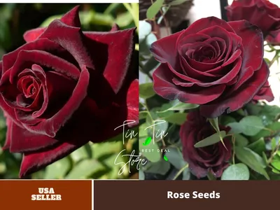 Black Baccara Rose | Black baccara roses, Black rose, Nature iphone  wallpaper