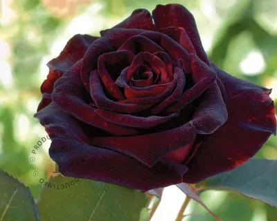 rose black baccara | Dreisbach Wholesale Florists