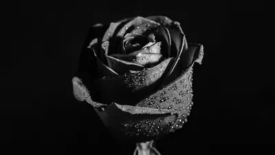 November Flower of the Month: Rose Black Baccara » Pennock Floral