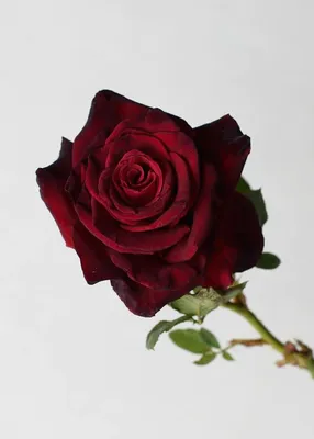 Роза чайно-гибридная 'Блек баккара'/Rose hybrid tea 'Black Baccara' C6 —  цена в Стерлитамаке, купить в интернет-магазине, характеристики и отзывы,  фото