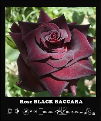 30 Rare Seeds| Black Baccara Hybrid Rare Rose Seeds #1050 – PEMDASGARDEN