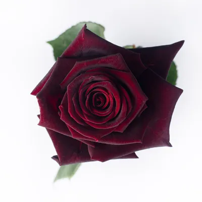 https://www.tuinplantenwinkel.nl/rosa-black-baccara.html