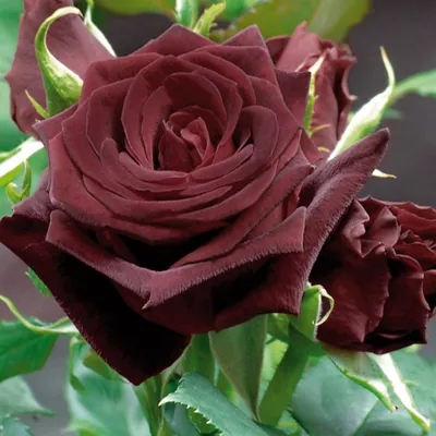 Black Baccara: The Story Behind The Black Rose | Garden America