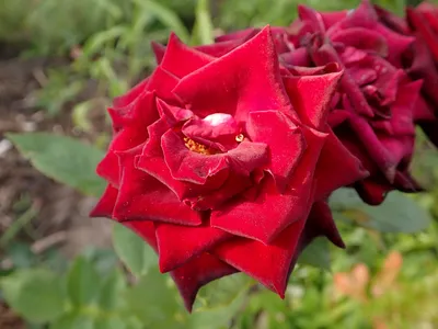 Rosa 'Black Baccara' (hybrid tea rose) rose Black Baccara – deep red black  flowers that fade to deep red, June, England, UK Stock Photo - Alamy