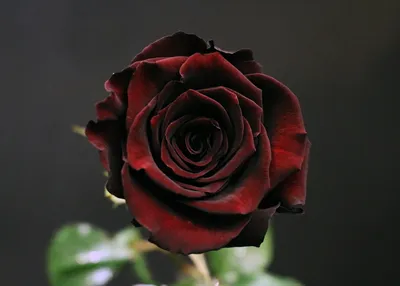 Black Baccara Rose | A rose from my garden. A recent acquisi… | Daniela |  Flickr