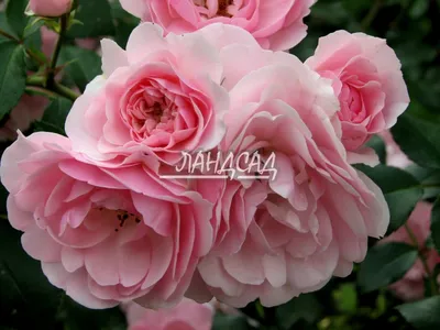 Роза на штамбе \"Боника 82\" (\"Bonica 82\") | \"Кедр\" Питомник растений в СПб