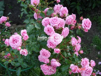 Саженцы роз в Казахстане on Instagram: \"🌹🌹🌹Роза \"Боника 82\" ,  ❗❗❗ЗАКОНЧИЛАСЬ Bonica 82 - полиантовый сорт розы, высотой от 60 до 150 см.  с поникающими побегами. Цветки розовые, махровые с мягким ароматом,