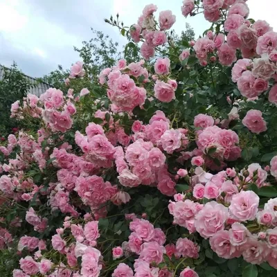 Роза 'Боника 82' (шраб, флорибунда, парковая) (розовая) : продажа,  описание, фото - питомник роз Южный