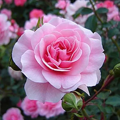 Купить роза флорибунда боника (bonica) по цене 260 руб. в интернет магазине  \"Первые Семена\"